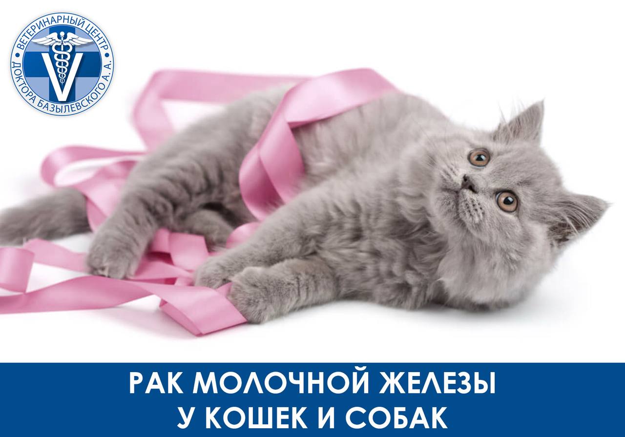 Рак молочной железы у кошек и собак