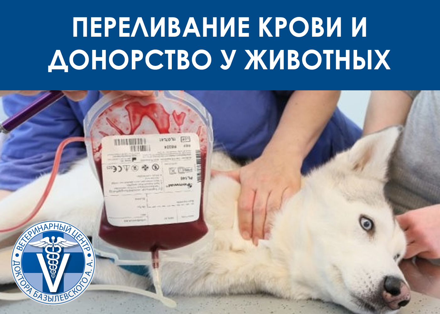Переливание крови у животных.