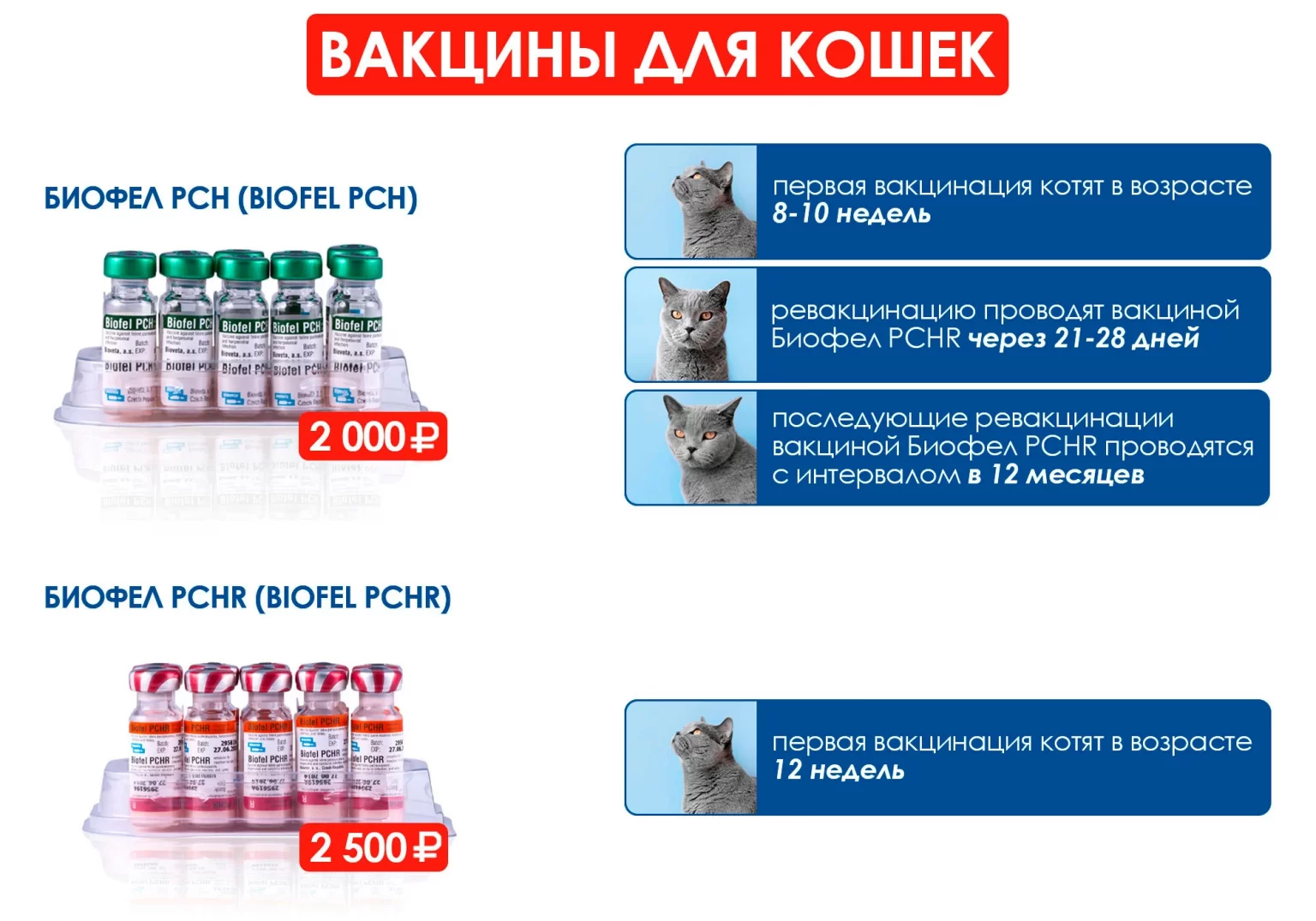 Импортные вакцины для собак. Биофел вакцина для кошек. Биофел без бешенства вакцина для кошек. Биофел вакцина для кошек PCH И PCHR. Биофел вакцина для кошек производитель.