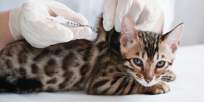 Сколько стоят прививки для котят в СПб | Вакцинация