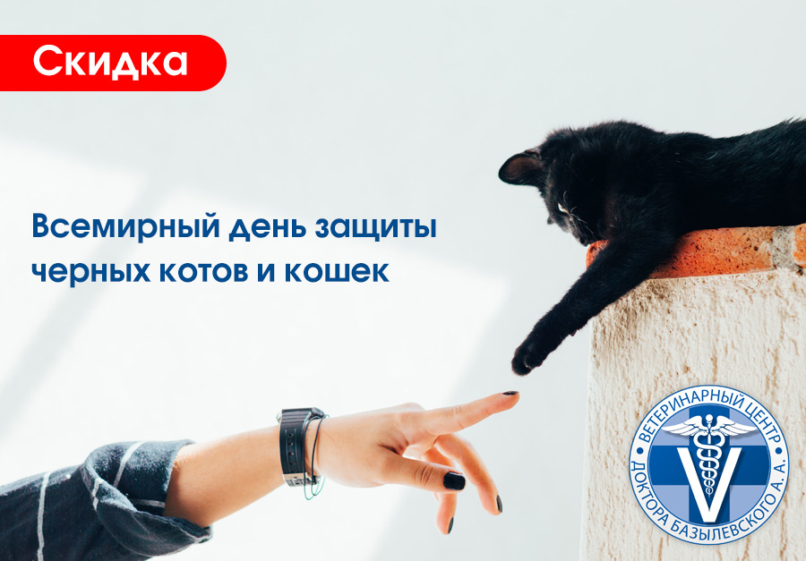 Акция на услуги для черных кошек и котов | Санкт-Петербург