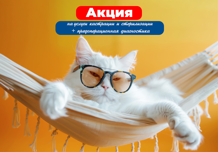 Кастрация и стерилизация по акции