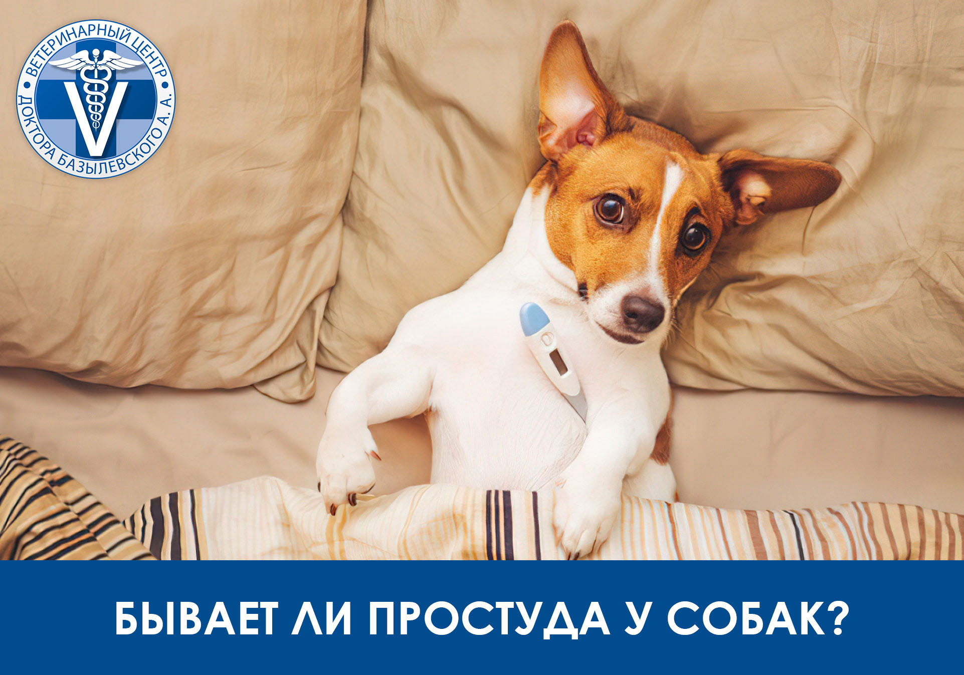 бывает ли простуда у собак