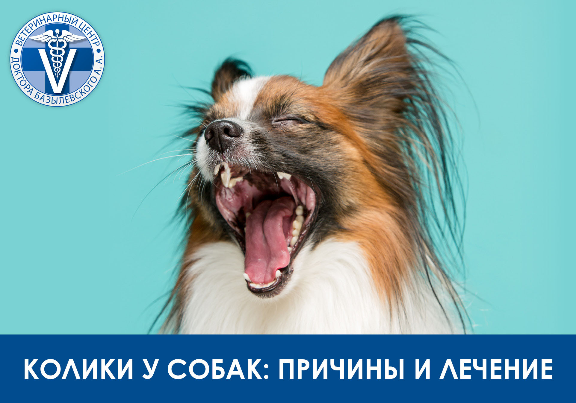 колики у собак