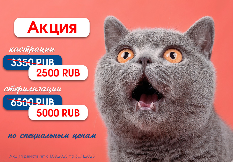 Акции осени СПб