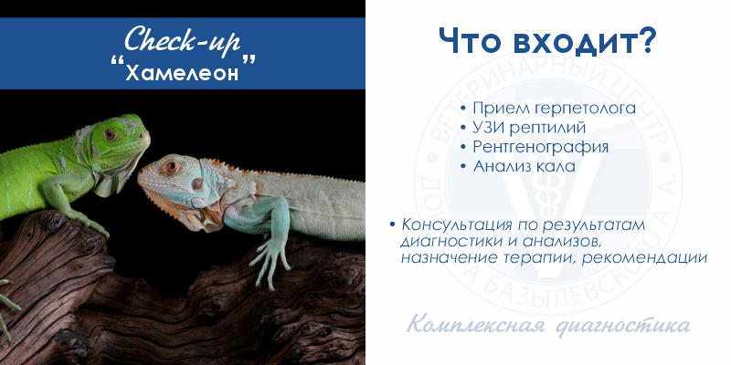 chek-ap-hameleon