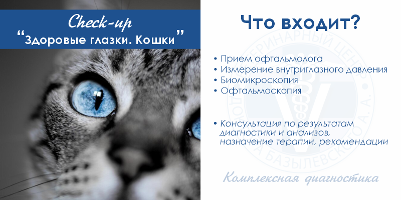 zdorovye-glazki-koshki