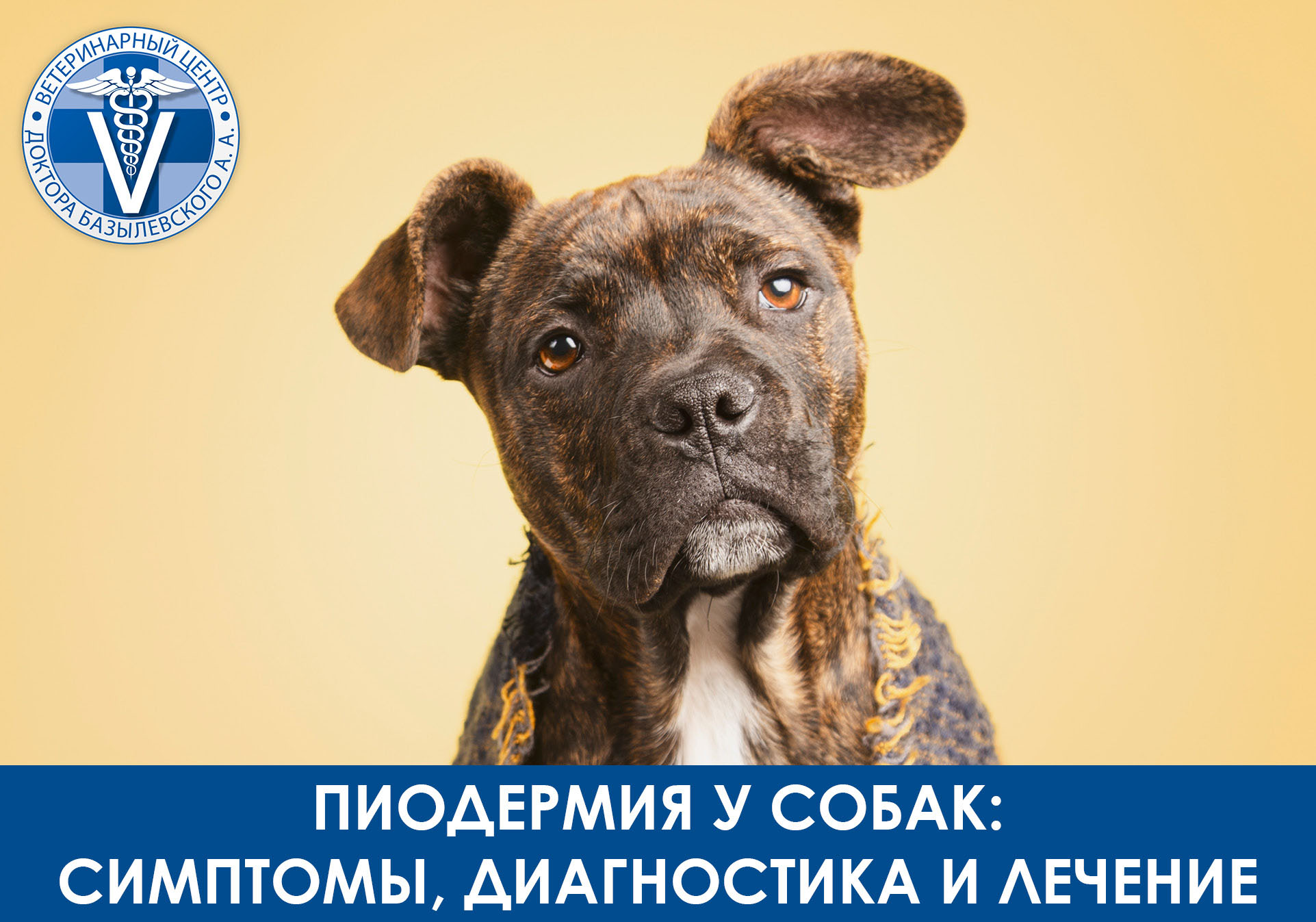 пиодермия у собак