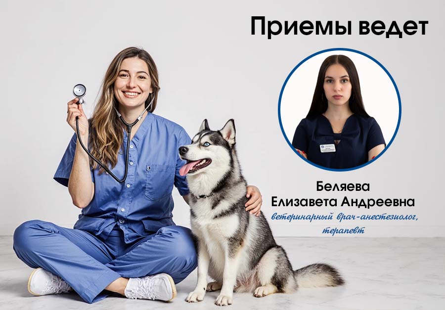 Приемы ведет Беляева
