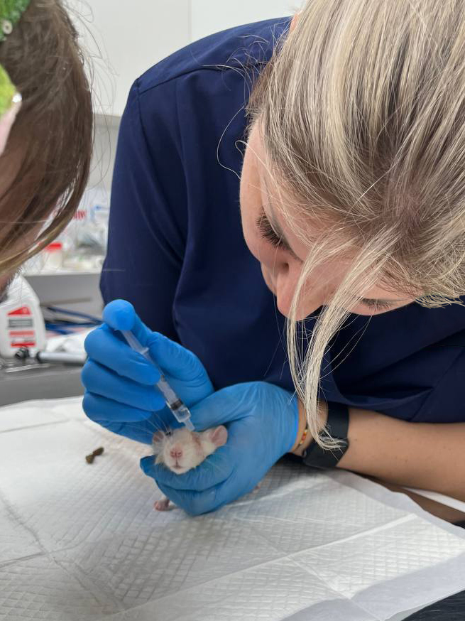 vorobyova-anastasiya-aleksandrovna-i-krysa