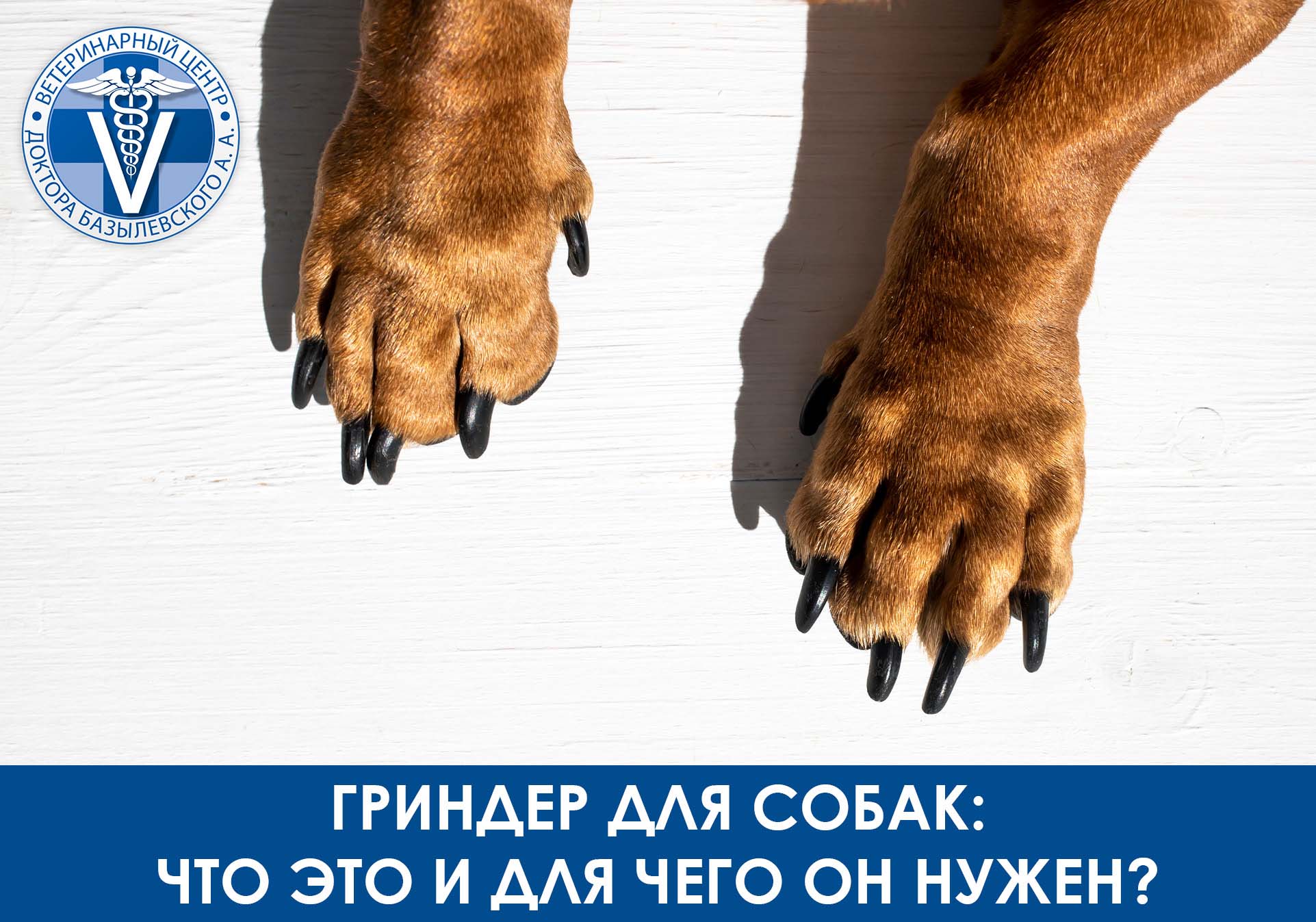 собачьи лапы