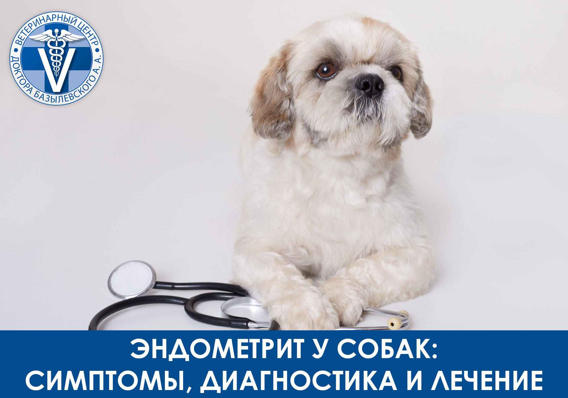 Собака лежит на столе