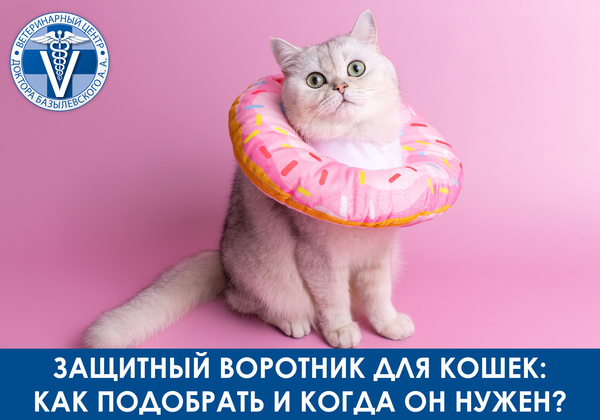 котик в воротнике