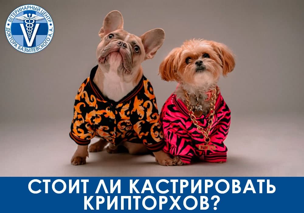 stoit-li-kastrirovat-kriptorhov