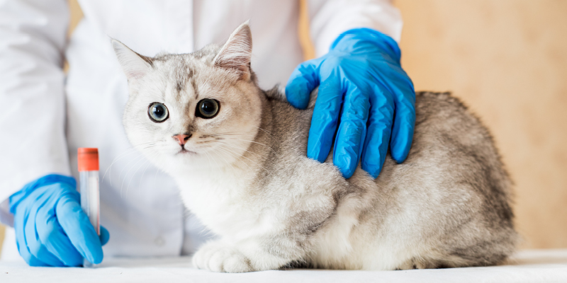 laboratornaja-diagnostica-3
