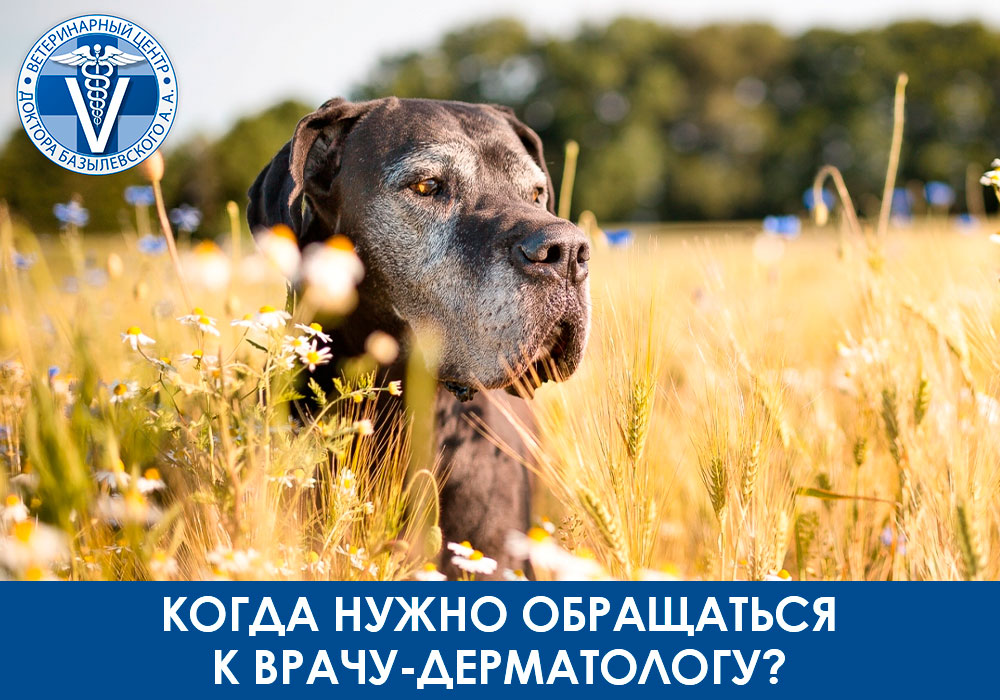 kogda-obrashchatsya-k-dermatologu
