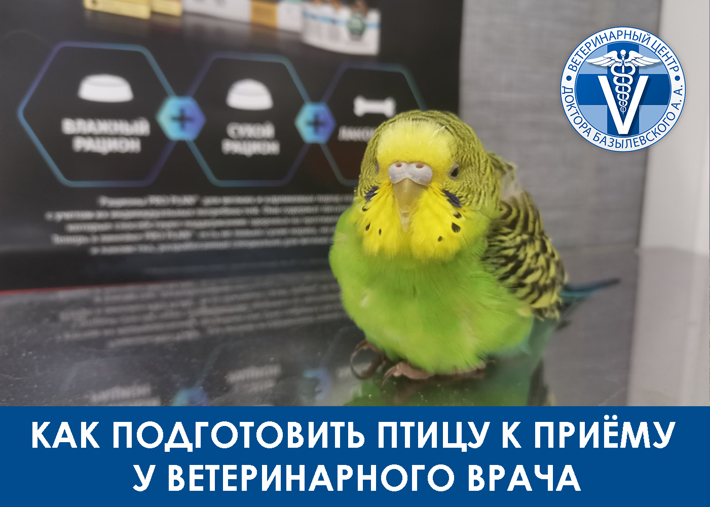 Как подготовить питомца к поездке в клинику.