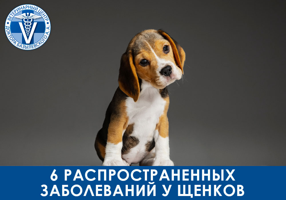 6-rasprostranennyh-zabolevaniy-u-shchenkov