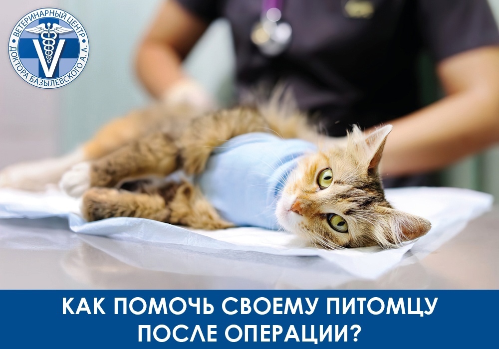 kak-pomoch-svoemu-pitomcu-posle-operacii