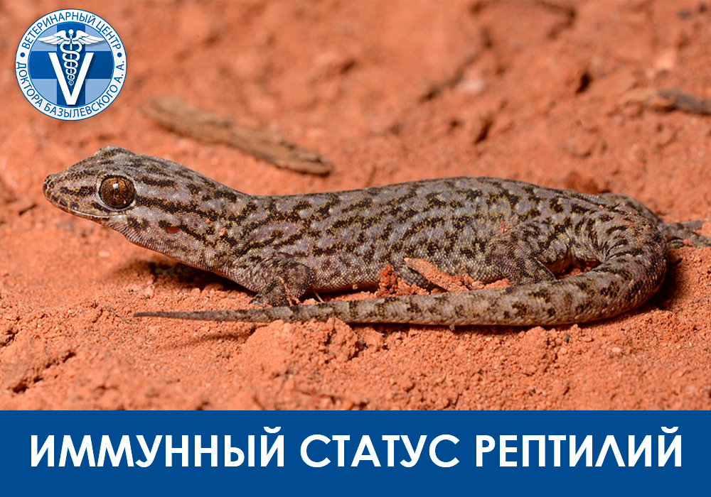 Иммунный статус рептилий