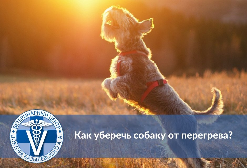 Как уберечь собаку от перегрева?