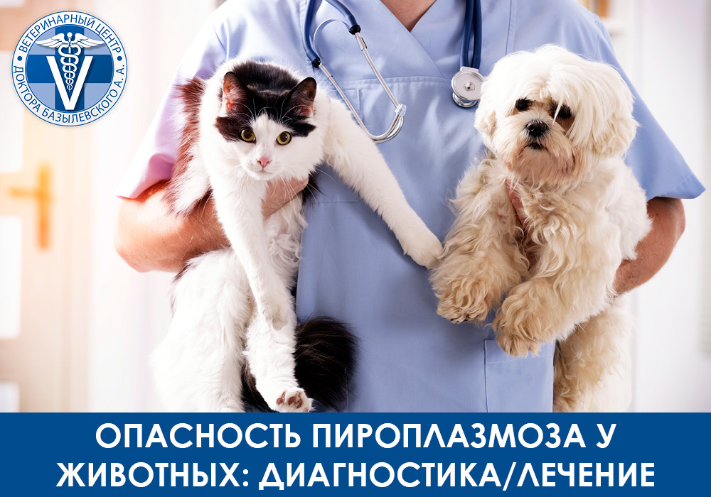 opasnost-piroplazmoza-u-zhivotnyh-diagnostika-i-lechenie