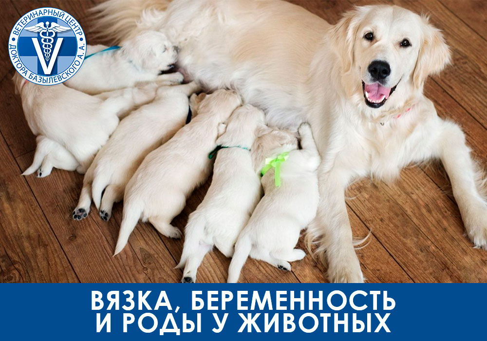 vyazka-beremennost-i-rody-u-zhivotnyh