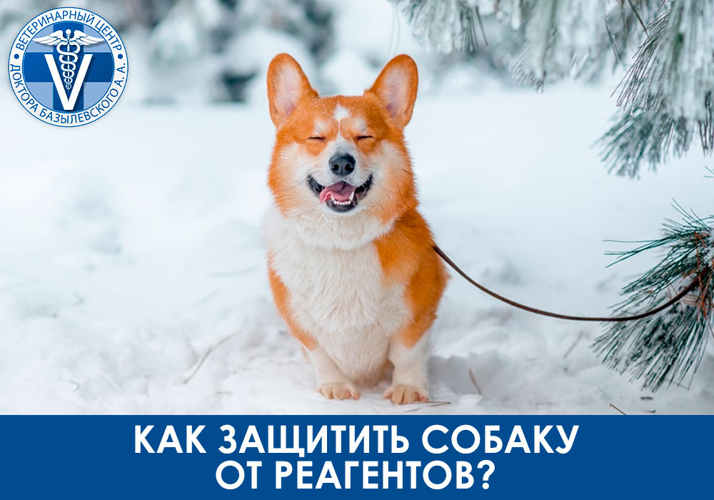 kak-zashchitit-sobaku-ot-reagentov