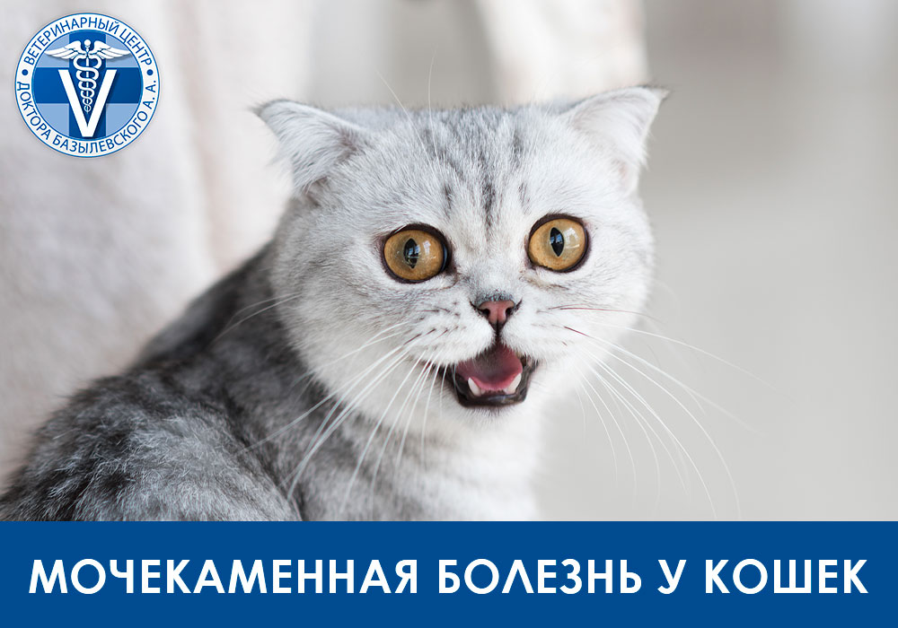 mochekamennaya-bolezn-mkb-koshek