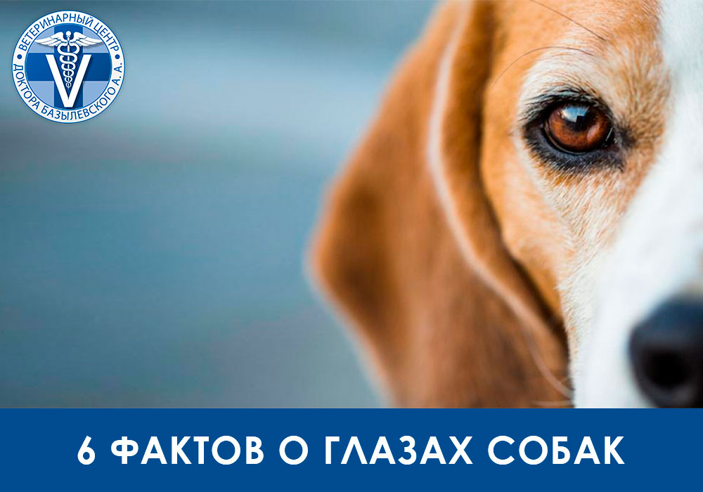 6-faktov-o-glazah-sobaki