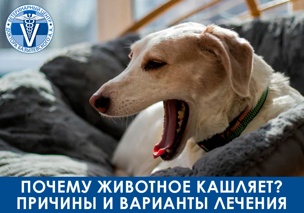 pochemu-zhivotnoe-kashlyaet
