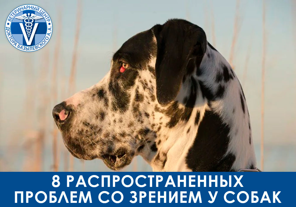 8-rasprostranennyh-problem-so-zreniem-u-sobak