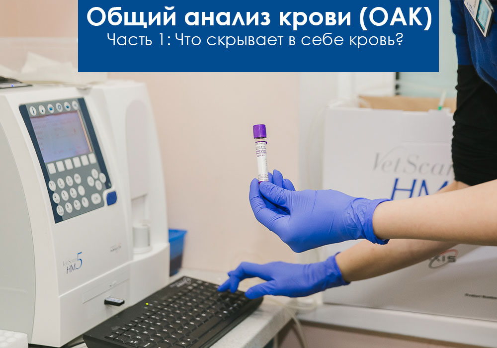 Общий анализ крови у животных