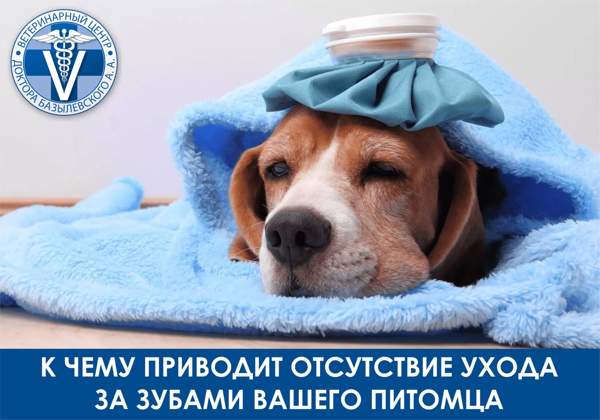 pochemu-stoit-provodit-regulyarnyy-uhod-za-zubami-zhivotnyh