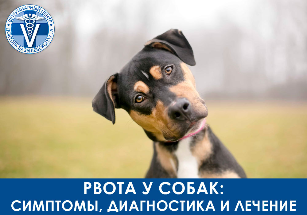rvota-u-sobak-simptomy-diagnostika-i-lechenie