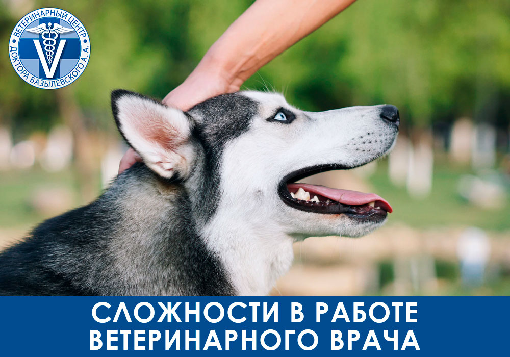 slozhnosti-v-rabote-veterinarnogo-vracha