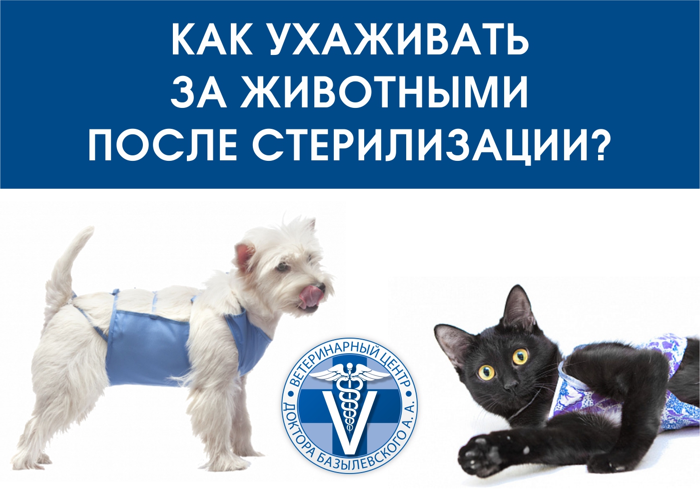 Уход за животными после кастрации и стерилизации