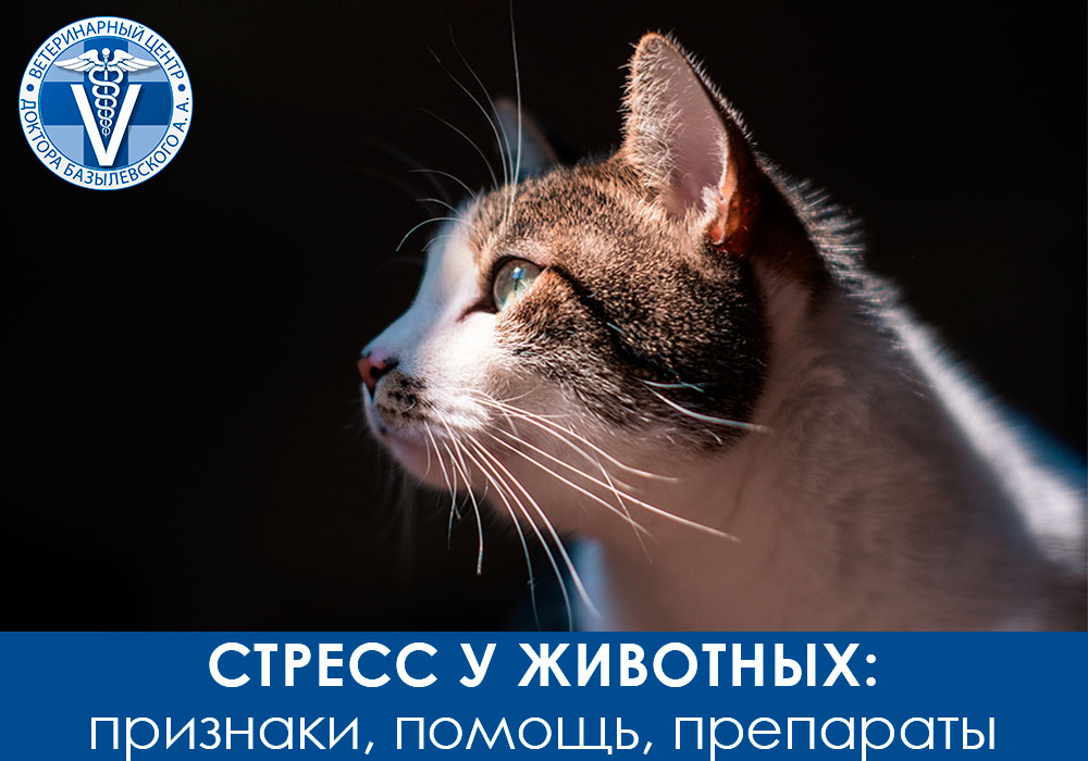 stress-u-zhivotnyh