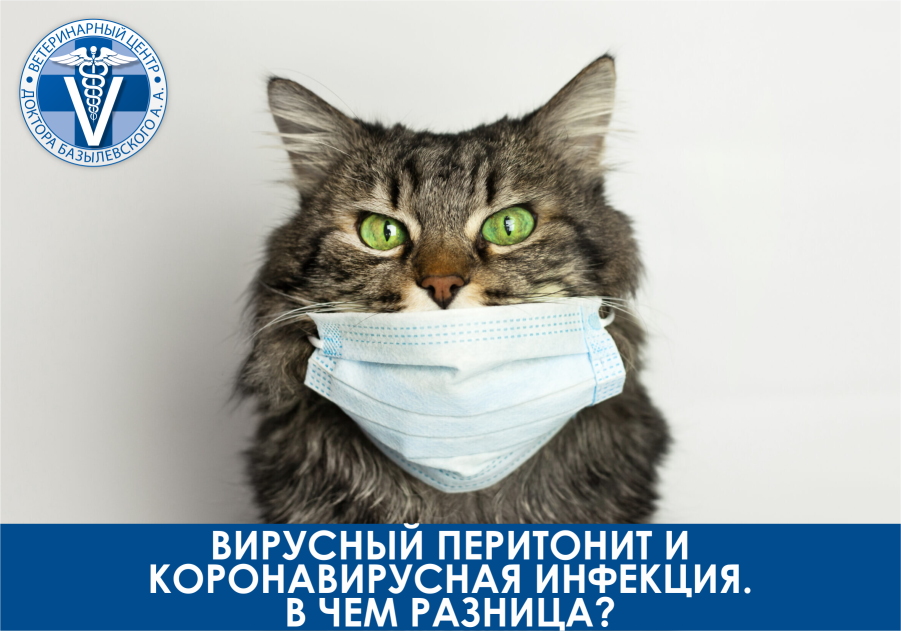 virusnyy-peritonit-i-koronavirusnaya-infekciya-u-koshek