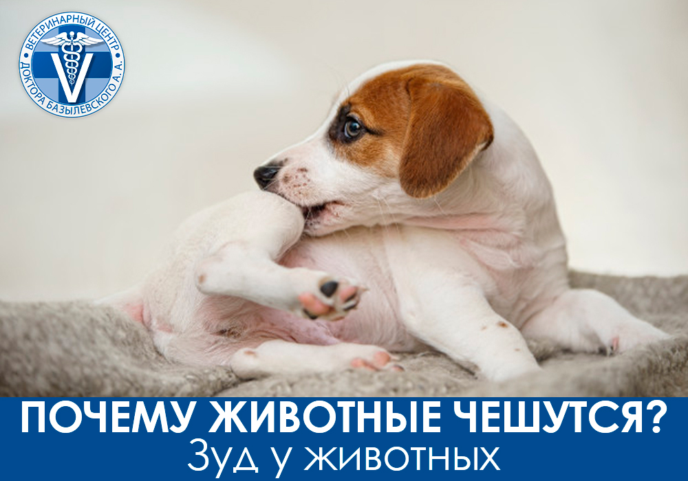 Зуд у животных
