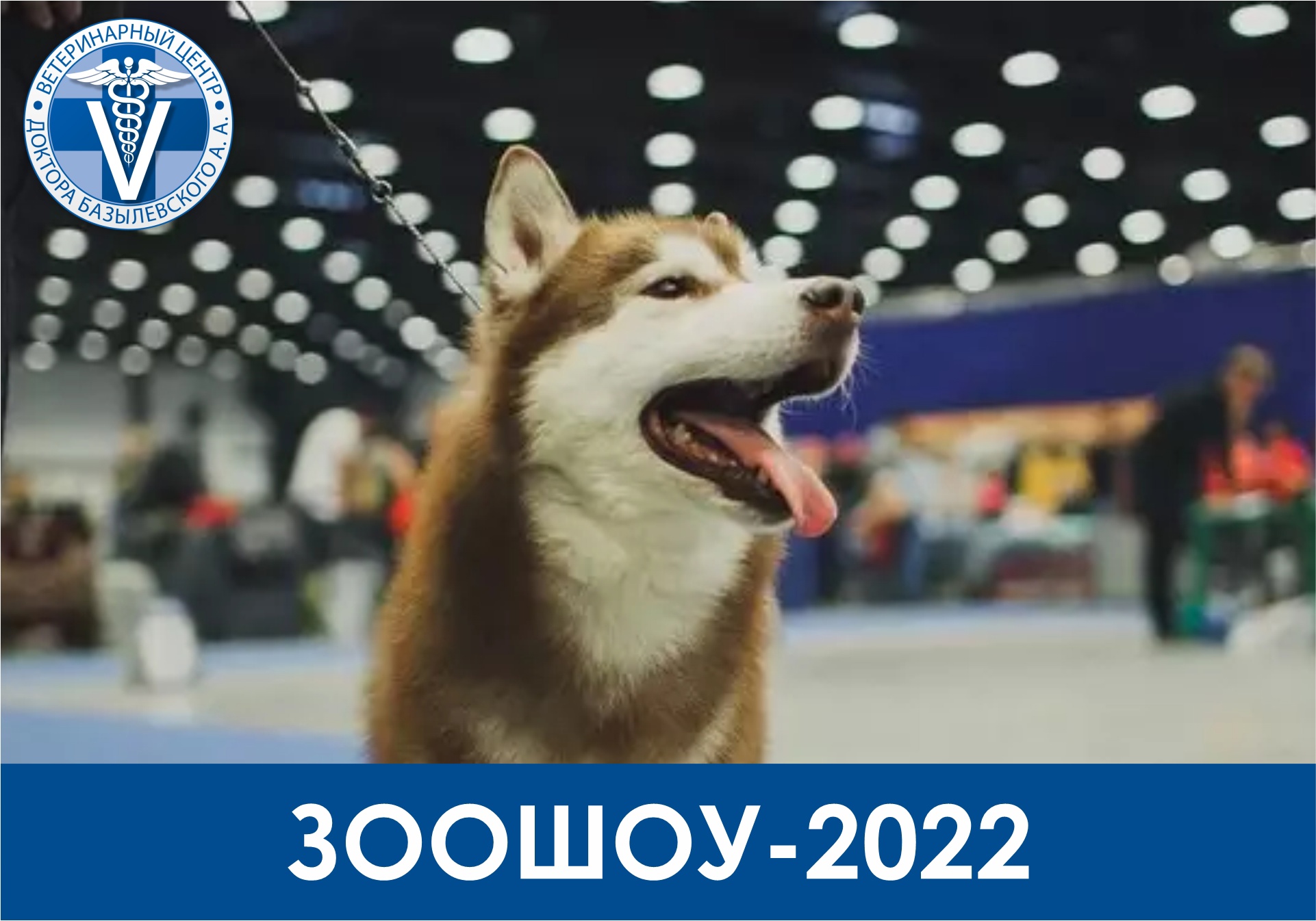 vystavka-sobak-i-koshek-zooshou