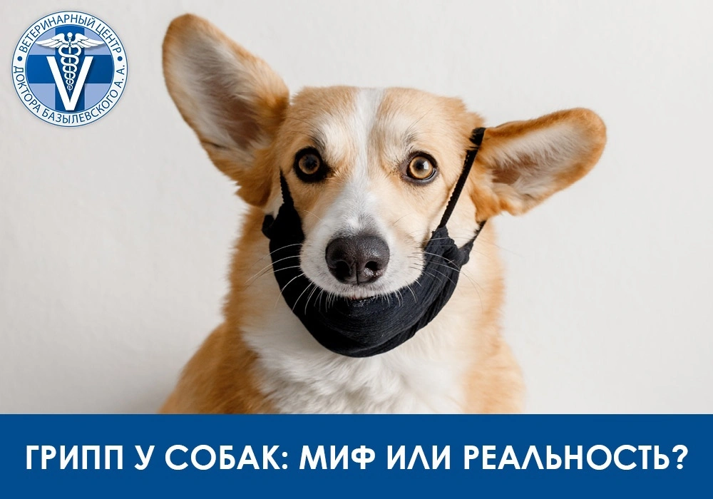 Собака в маске