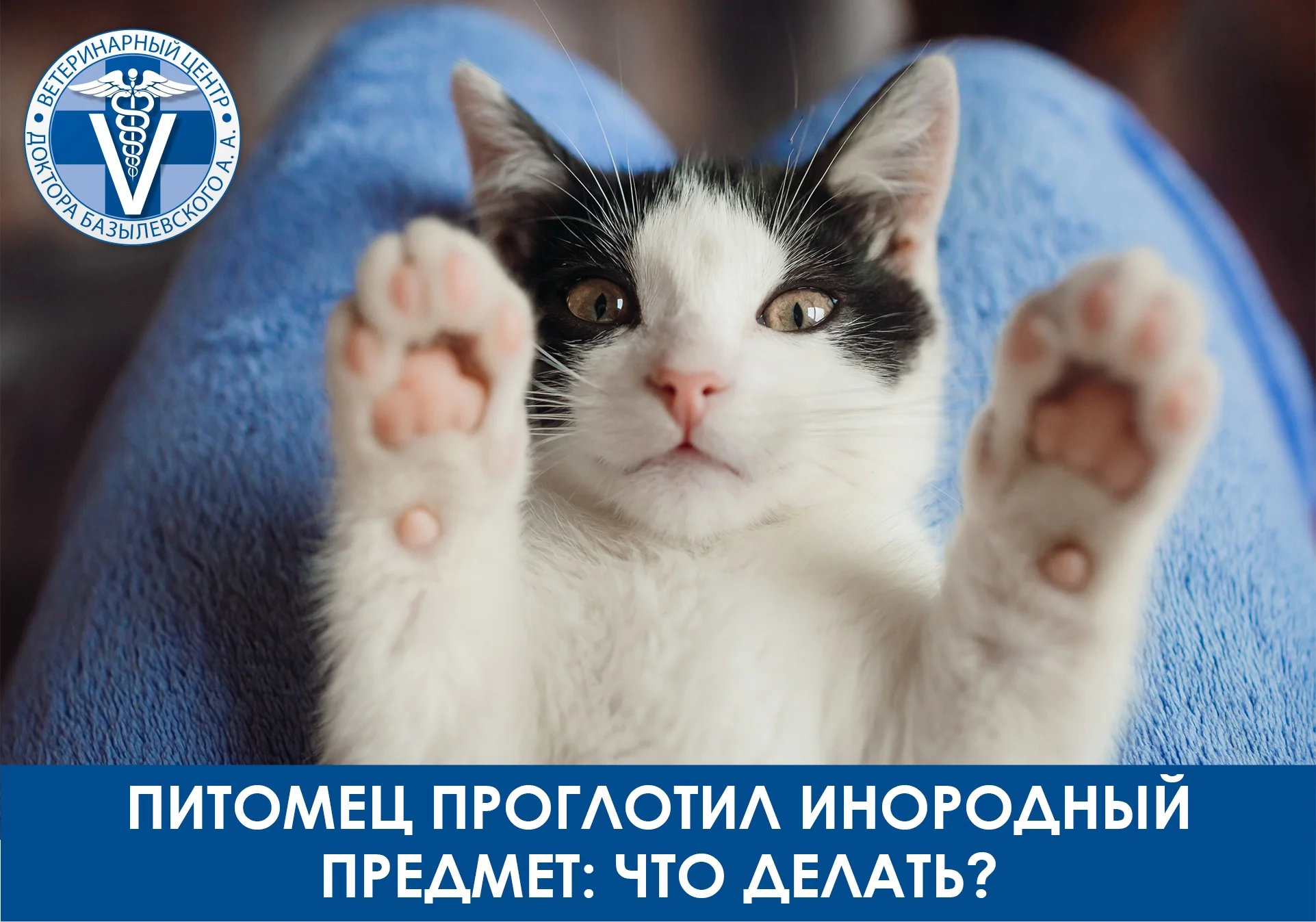 Кот на коленях хозяина