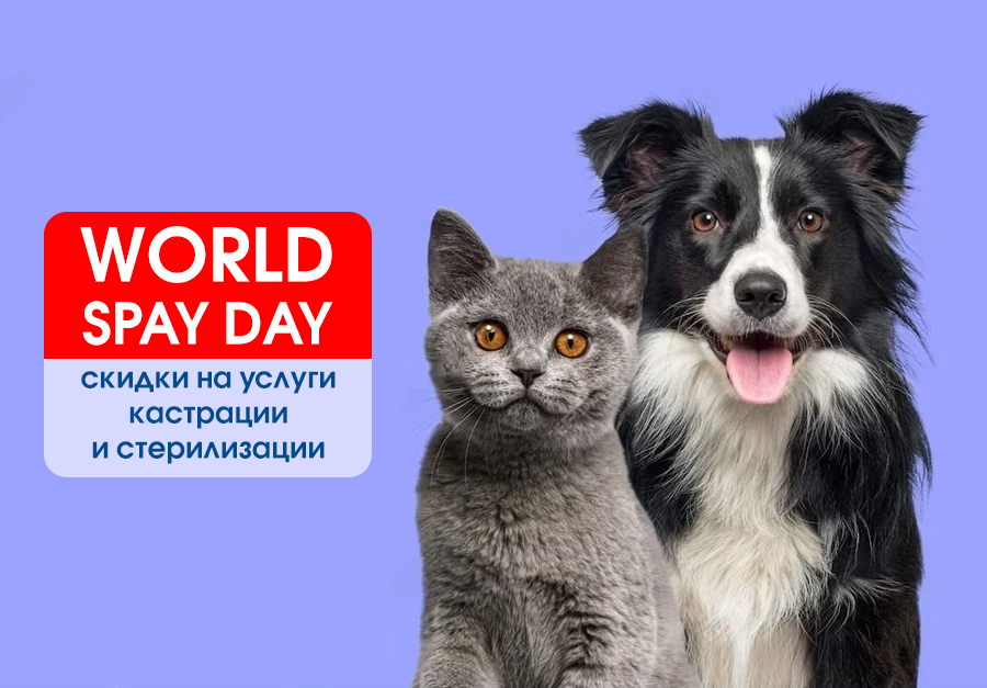 spay-day