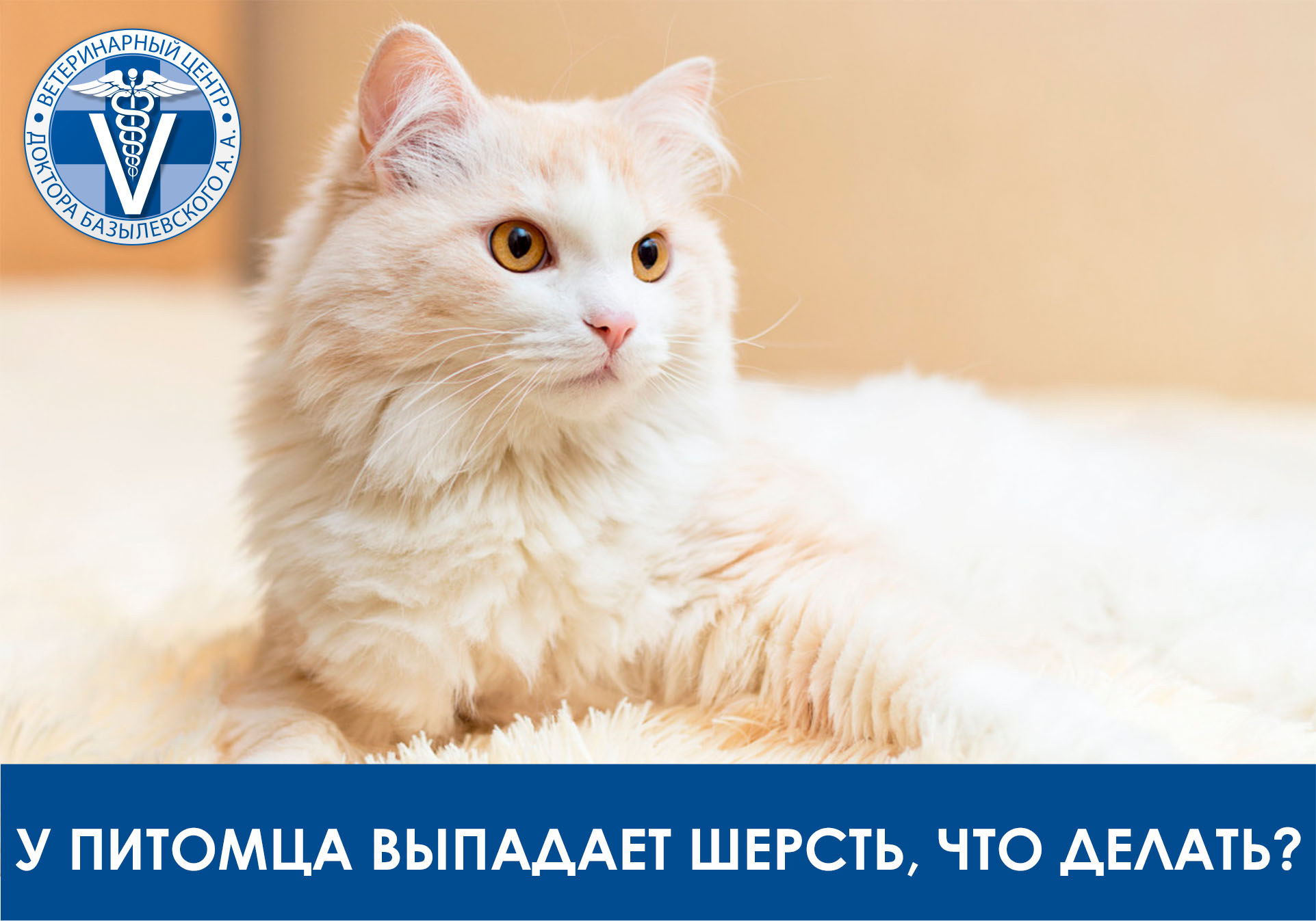 У питомца выпадает шерсть, что делать?