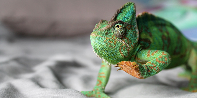 iguana