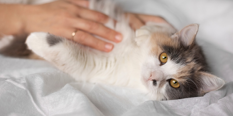 koshka-lezhit-na-osmotre-u-veterinara-v-vetklinike