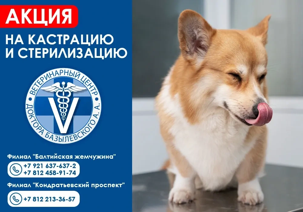 akciya-na-kastraciyu-i-sterilizaciyu