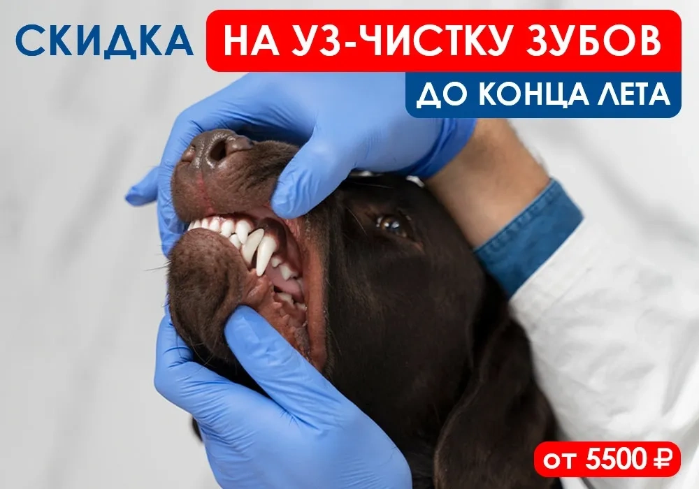 akciya-na-uz-chistku-zubov-dlya-zhivotnyh