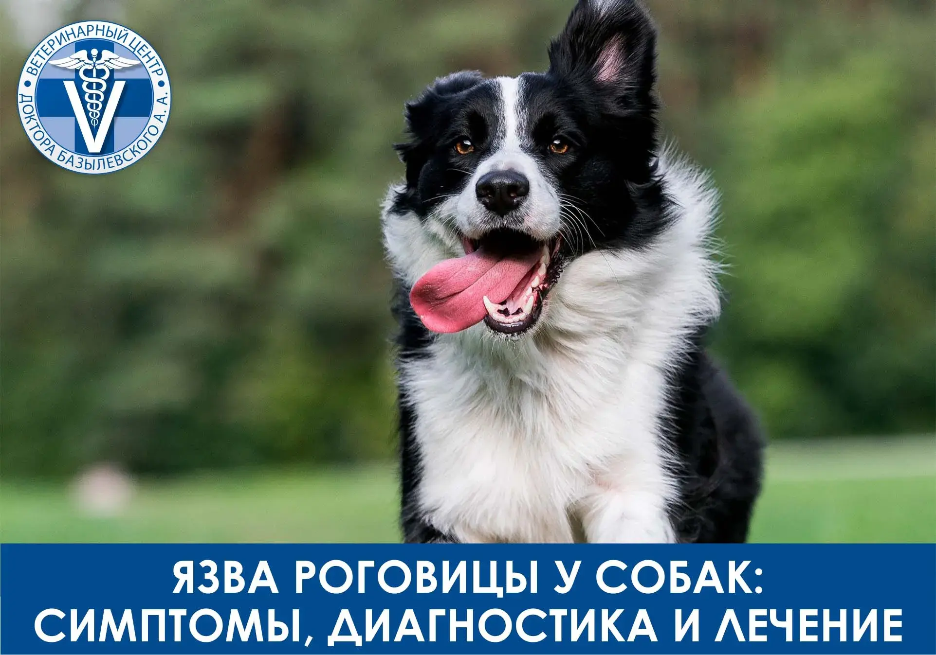язвы роговицы у собаки